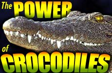 The Power of Crocodiles